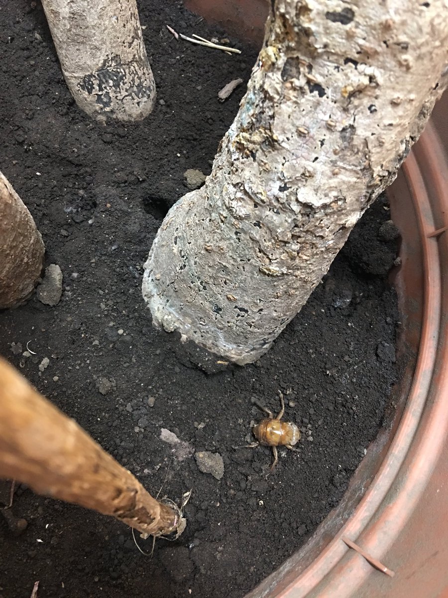 MSTokyoCedar's tweet photo. A cicada nymph made itself known this morning and came out of the soil of our potted tree! What a surprise chance to observe up close! It crawled back after a while. Clipboards, paper and pencils were the tools of some inspired observers. #MSTscience #MSTrespect #MSTsunshine https://t.co/BagaJ370Ij