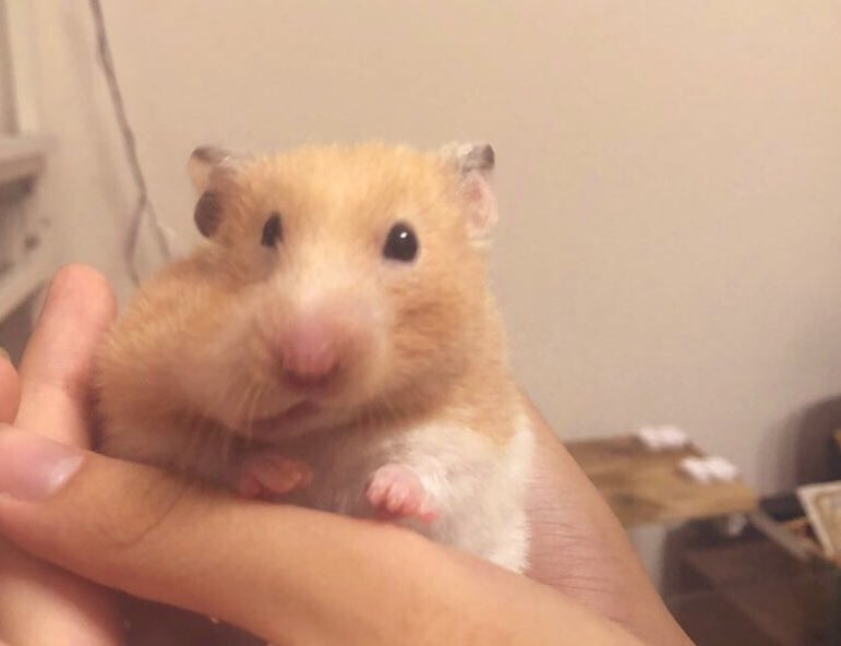 すーハム お 大根の葉っぱやん こうして こうやって こう ハムスター キンクマ ゴルハム すーハム お 大根の葉っぱやん こうして こうやって こう ハムスター キンクマ ゴルハム