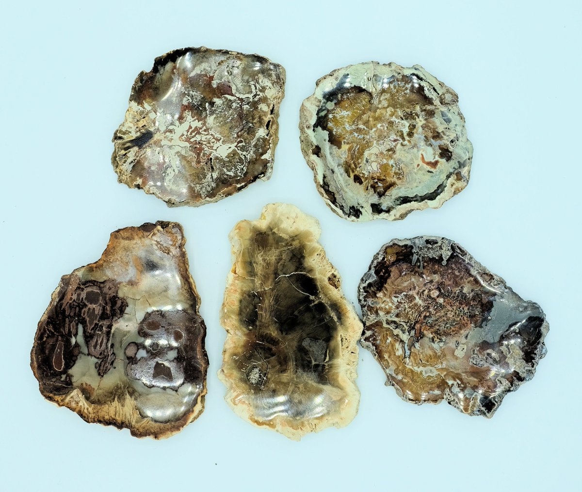 geologyshop's tweet image. Trees can fossilise if they are covered with mud, sand, or volcanic ash before they rot away. The organic matter is eventually replaced by minerals from the surroundings, turning it into stone. 🌲🌳🌴#FossilFriday #Wood #FossilWood #FossilisedWood #Tree #Fossil #PetrifiedWood