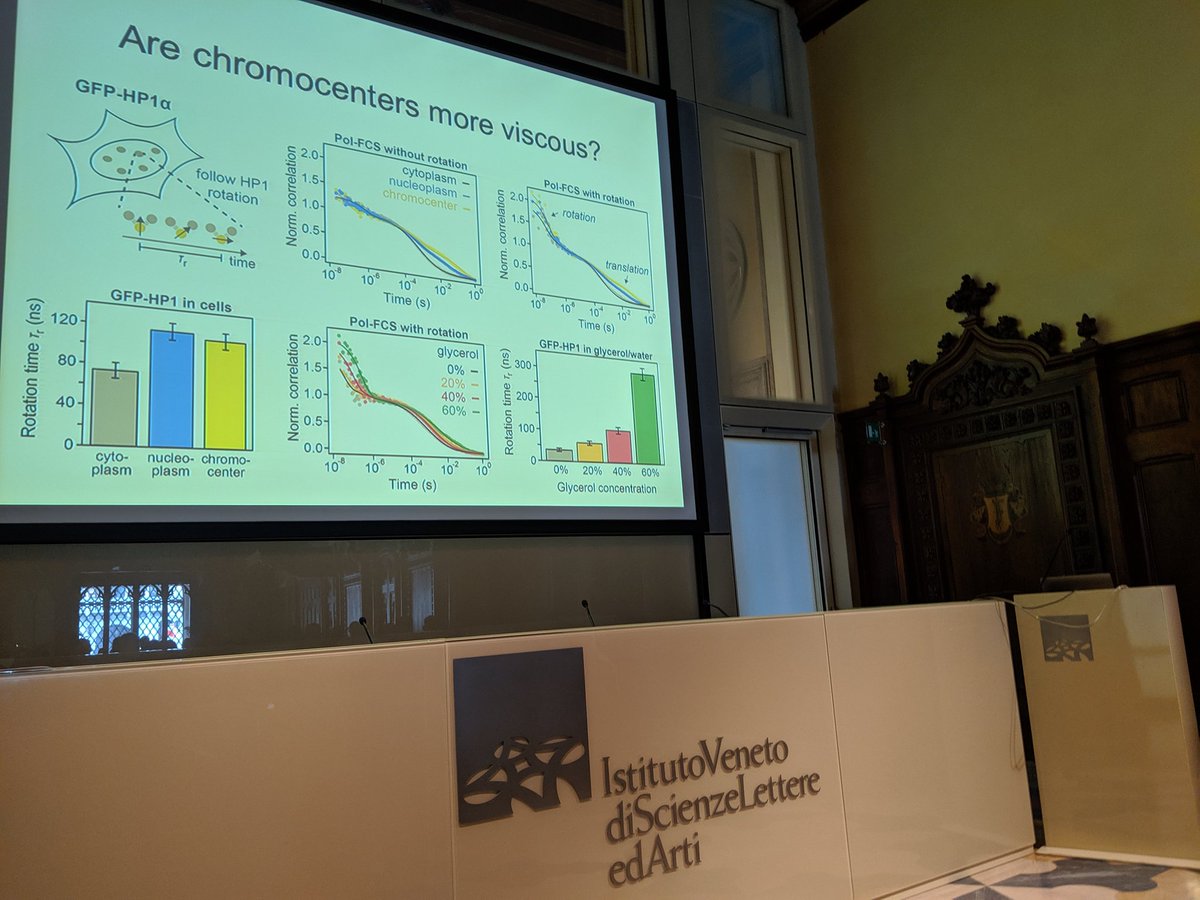 Dmichiel1's tweet photo. Fabian erdel reporting evidence against phase separation of HP1 in mice and in favour of collapsed globule formation in chromocentres!
Are chromocentres more viscous? No!! #4depigenome #phaseseparation #nuclearcondensates https://t.co/X0qa2AaeRL