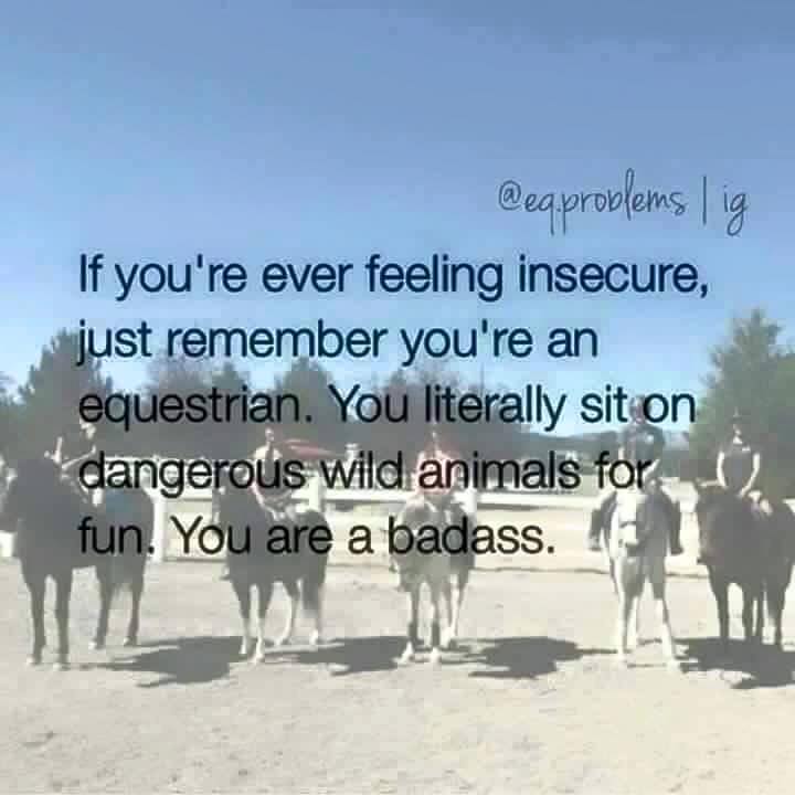 Happy Friday! What adventures do you have planned for the weekend?

#horsetransport #horseboxhire