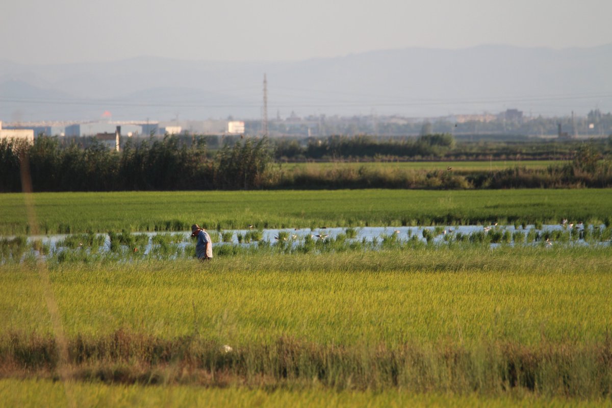 🦆Los humedales están en el núcleo de la economía mundial y local: aportan servicios y beneficios claves para nuestra biodiversidad, bienestar y economía.
✍️Los #ContratosDeHumedales son una herramienta que promueve la gobernanza voluntaria e inclusiva para su conservación
👇