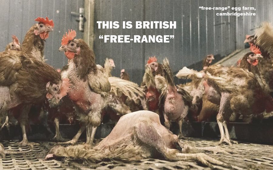 This is a 'free-range' egg farm in the UK.
