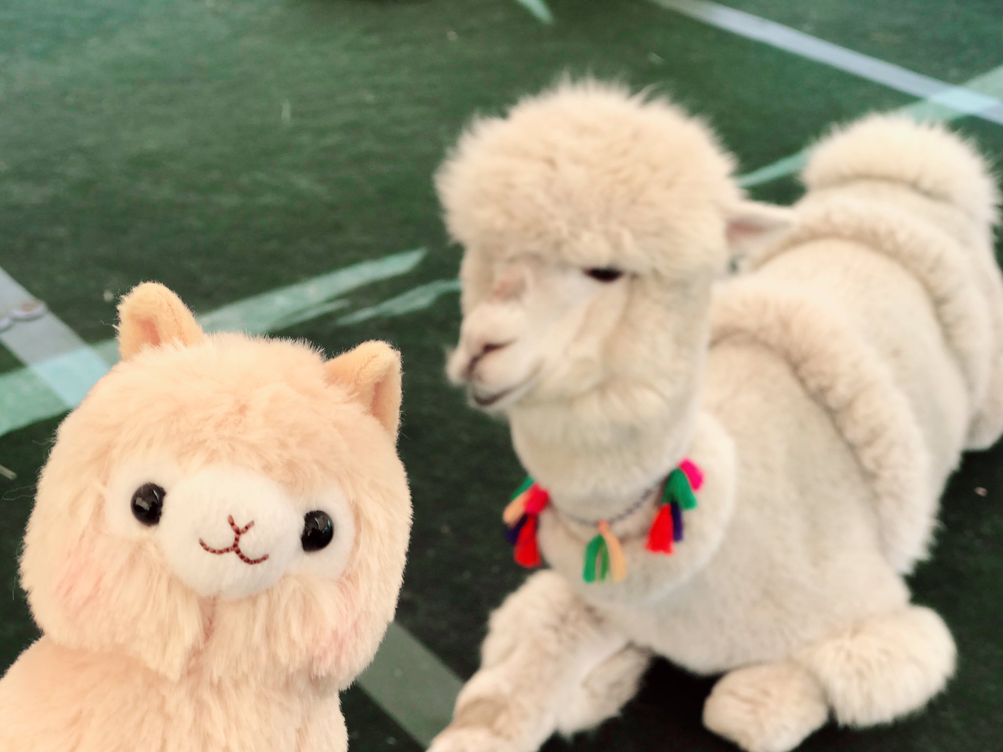 تويتر アミューズ Amufun 公式 على تويتر Rt Micomycin0214 我が家のアルパカさん 本物のアルパカから熱い視線を受けていました アミュキャラ アミュキャラぬい撮り アルパカッソ T Co Bwwilhsabz