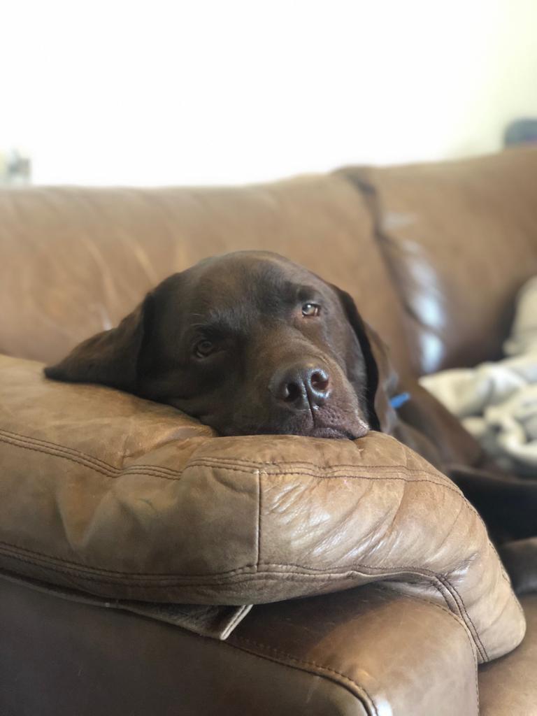 Snugkitchens's tweet photo. Skipper's not a fan of rainy days... https://t.co/VvLfuP7ChK