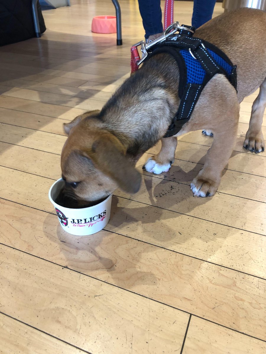 LogMeIn's tweet photo. Great day in the PAW-ffice with our FUR-ever friends. Itโs #BringYourDogToWork day! Check out some of our PET-tential new office mascots. #DogMeIn #LogInMeLife https://t.co/1TCZpQggCg