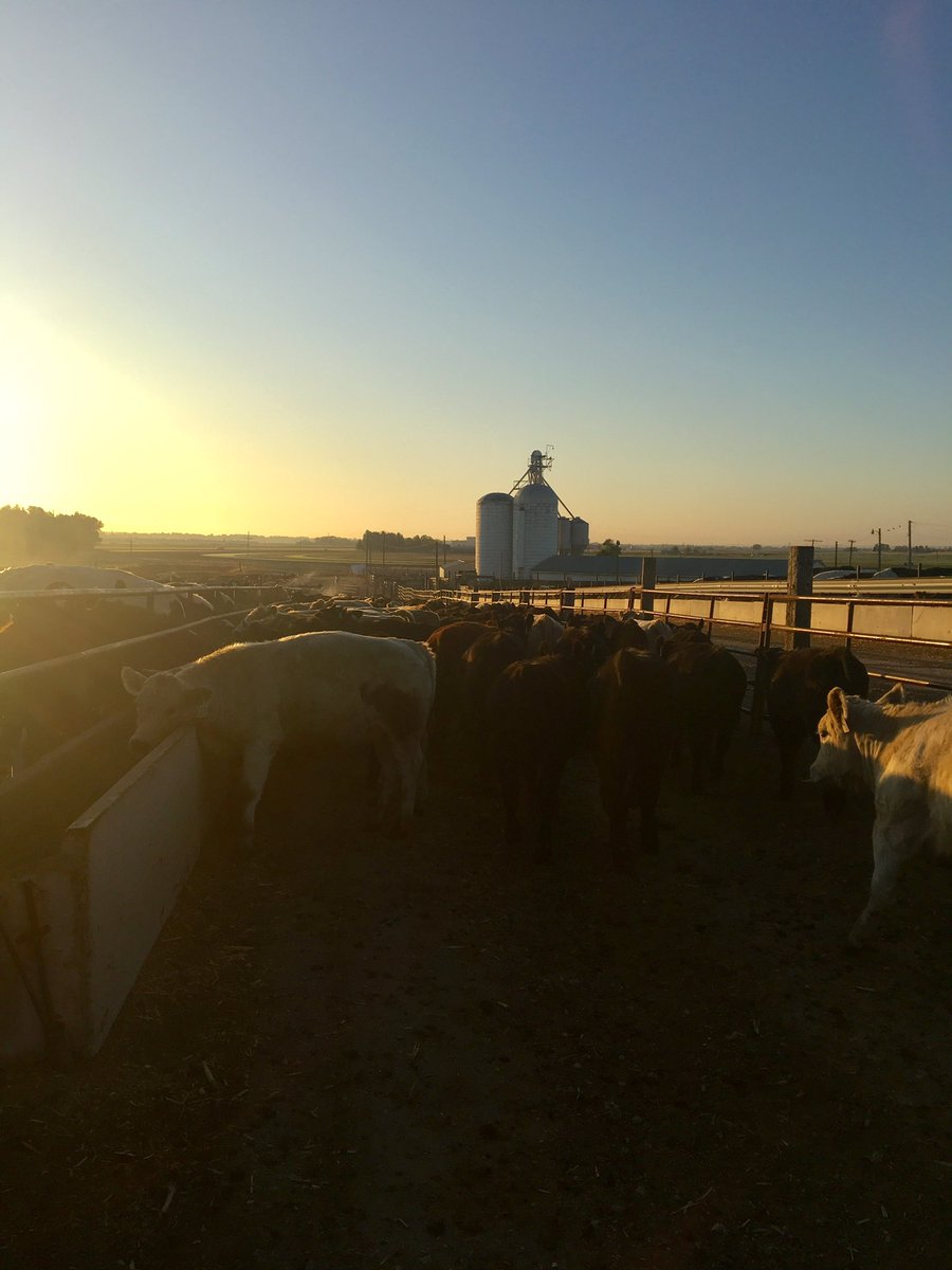 Beautiful morning to work some of the most efficient upcyclers and proficient producers of protein in the world 🐮 #cobeef