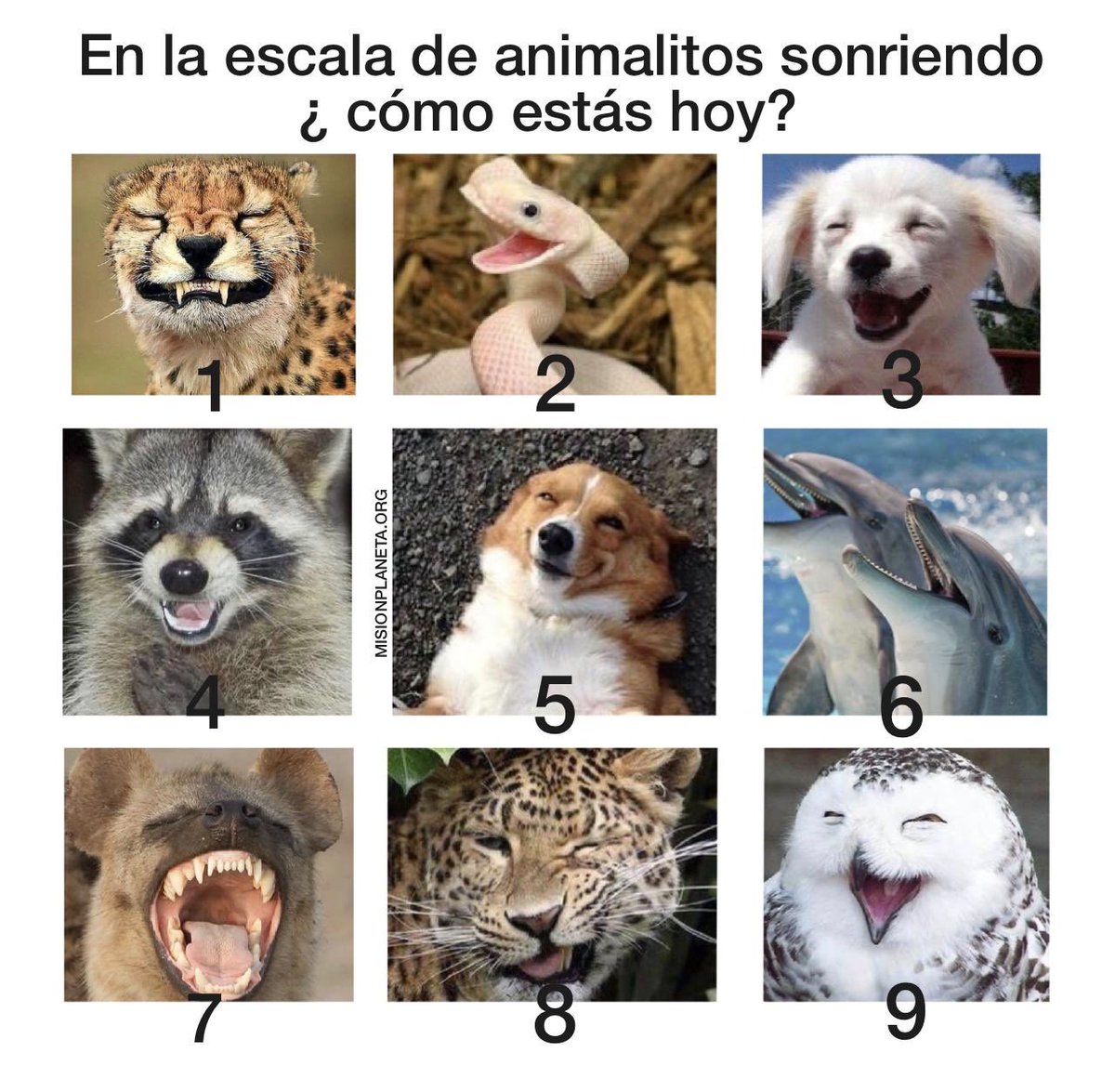 MisionPlanetaAC's tweet photo. Hoy 4 de octubre se conmemora el día Mundial de los Animales como una manera de generar mayor conciencia sobre el cuidado, el respeto y la preservación que merecen todas las especies. 

#DíaMundialDeLosAnimales 🐗🐻🐷🐯🐶🐔🐵#DíaMundialDeLaSonrisa 🙂 #animalesfree #CrueltyFree https://t.co/gAIokV5xHk