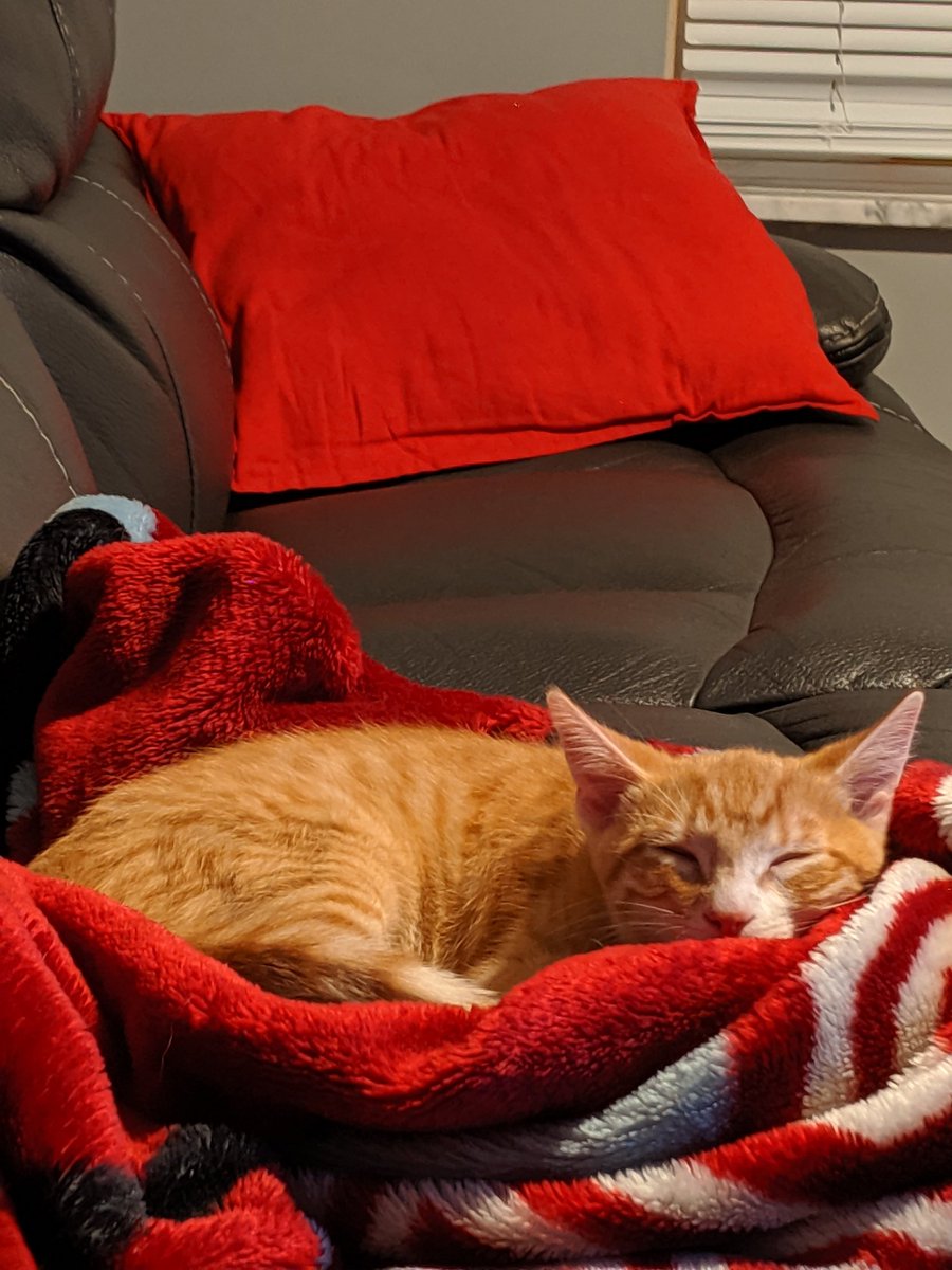 DScully2019's tweet photo. Annnd #CatsForKat Neo, Scarlet, Liara and Nick Furry. https://t.co/c1MGh8d4Qs