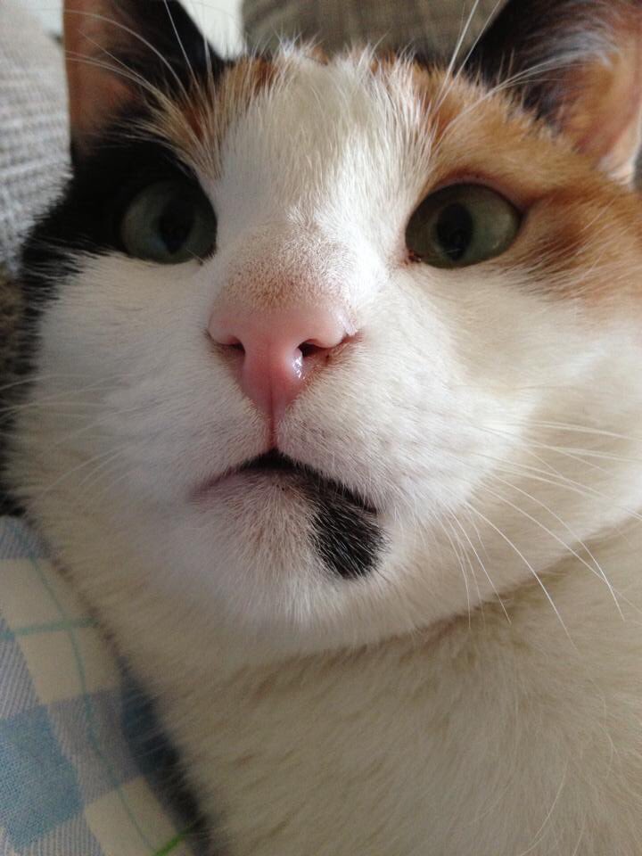Jendukiemndu's tweet photo. This is Naya. She was a little dummy and I miss her every day. RIP my love ❤️
#CatsForKat #KatBarrell https://t.co/kJ4rDpeVK3