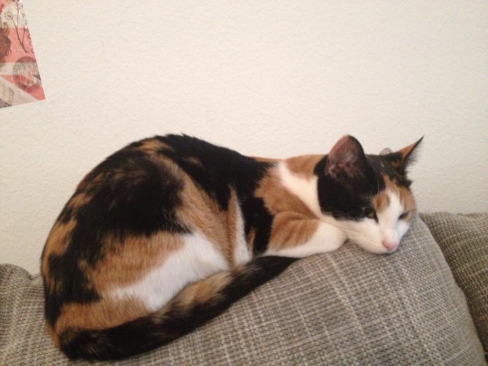 Jendukiemndu's tweet photo. This is Naya. She was a little dummy and I miss her every day. RIP my love ❤️
#CatsForKat #KatBarrell https://t.co/kJ4rDpeVK3