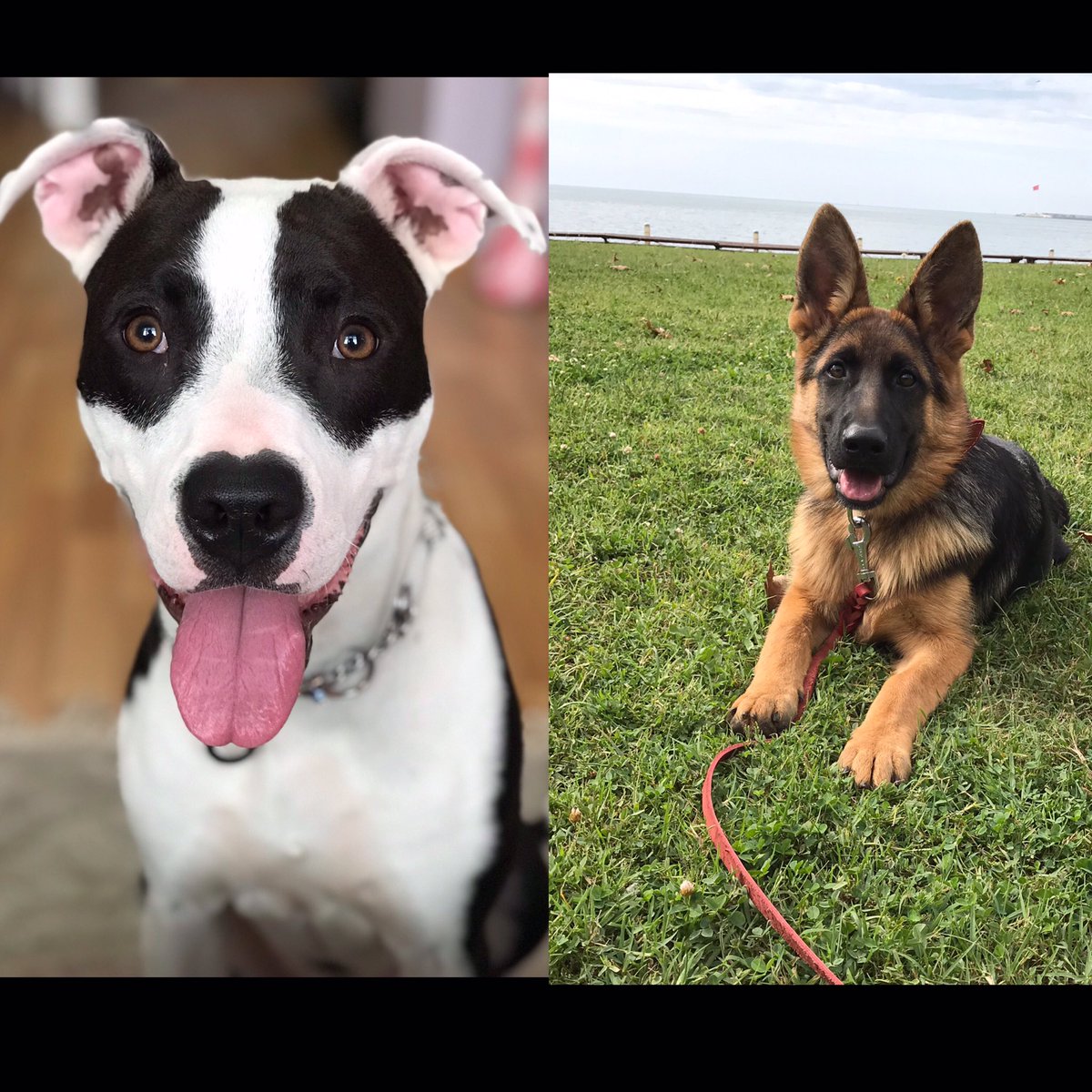 Nefesimin yettiği yere kadar sizi koruyup çok seveceğime söz veriyorum, yakışıklı oğlum güzel kızım. ❤️ #aşil #asya #4ekimhayvanlarıkorumagunu