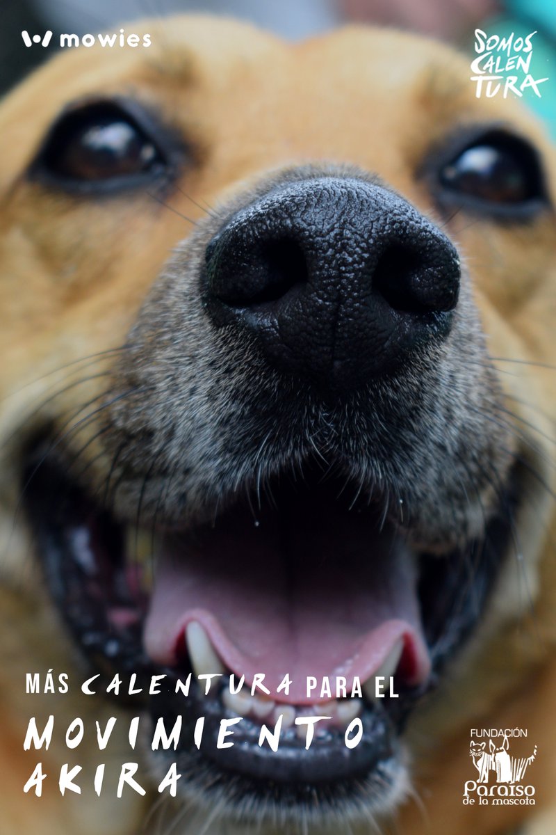 Calentura es sabor y energía. Únete al Movimiento AKIRA, la jornada de esterilización para perros y gatos que se realizará a través de los fondos obtenidos de la compra de la película SOMOS CALENTURA en Mowies.

Link de registro y más información: somoscalentura.mowies.com