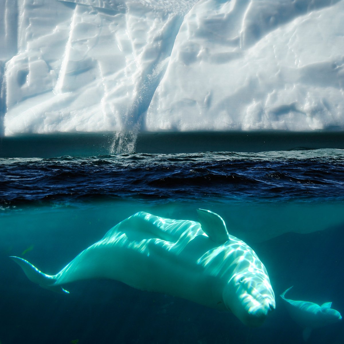 Canada is home to some cute cetaceans, one of them being the beluga whale! 🐋 #DYK belugas are nicknamed "sea canaries" because they have a language of their own, consisting of clicks, whistles &amp; chirps, to communicate and warn each other of danger #WorldAnimalDay