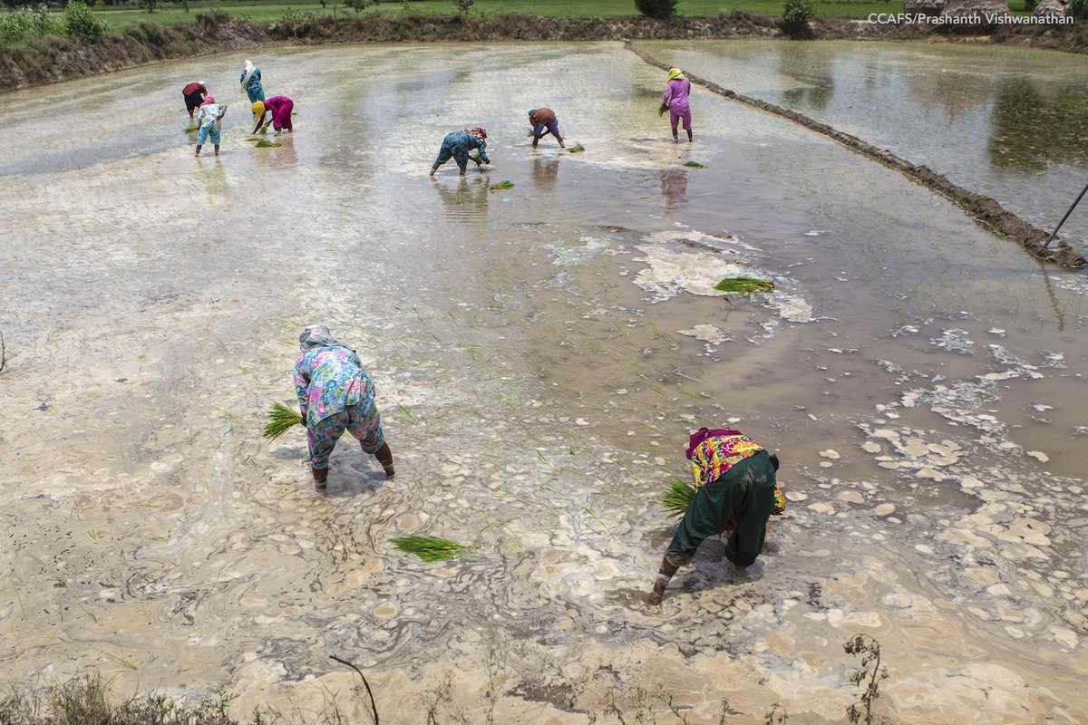 IFPRI's tweet image. Does #gender matter when it comes to preference for a certain #agtechnology? New study finds women to be more willing to pay for labor-saving technologies. doi.org/10.1111/cjag.1… @pkjoshi_Agri @tajuddinmse @avinash_shahi @IFPRISAO @CGIARclimate @icarindia