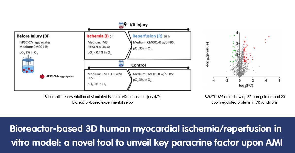 ibetportugal's tweet photo. 📘A new human in vitro #3dcellmodel for ischemia/reperfusion was recently published in Translational Research (@ElsevierConnect). This model can improve research on acute myocardial infarction, a leading cause of death worldwide https://t.co/d9AqDQCfQC https://t.co/wg6hmj68fL