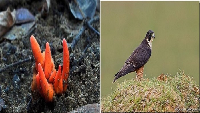 Shaheenfalcon Hashtag On Twitter