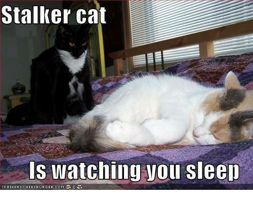 They're always watching.... And so are we. 🤪🤪🤪

HELP US REACH OUR GOAL FOR OUR MATCHING EVENT ==> pos.li/2dhtv3

#SomebodysWatching #StalkerCat #StalkerFilm #Crowdfunder #IndieFilm #IndieHorror #LowBudgetFilmmaking