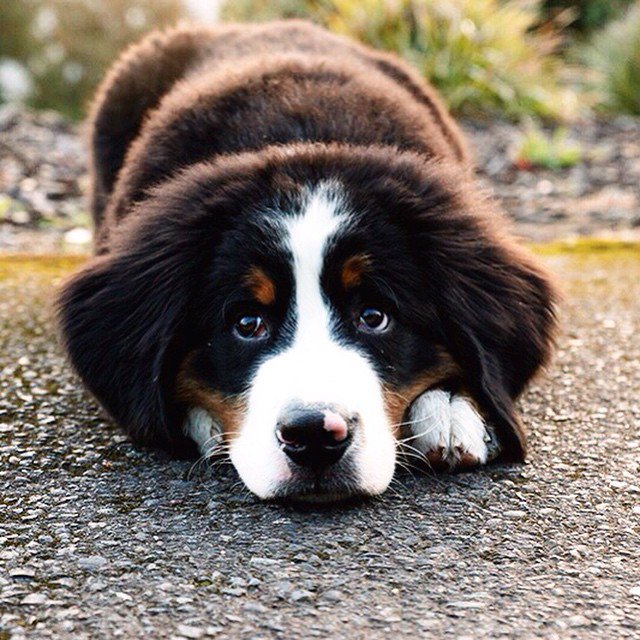 YourDailyDog_'s tweet photo. #yourdailydogs https://t.co/t0uEUgunED