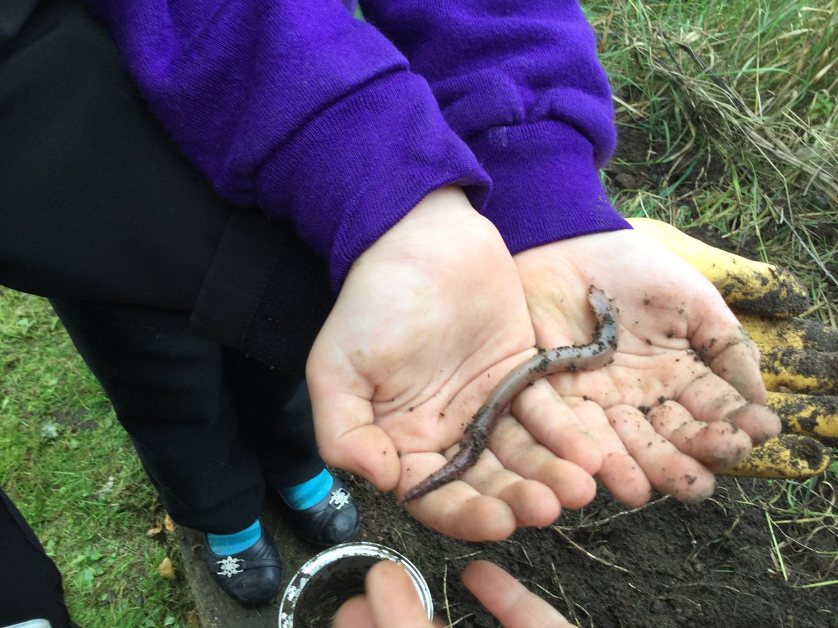 QuayAcademy's tweet image. Year 2 have been busy collecting soil and worms for their wormeries today#minibeasts @ChrisPack716 #science @QuayVP #makingeducationfun