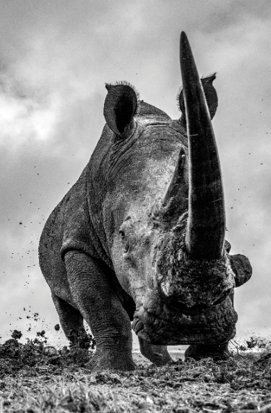 WildSafariShow's tweet photo. Happy World Animal Day! #WSTS19 supports @realafrica which launches #FocusforSurvival campaign today featuring images by photographers including @GordonjBuchanan, @simon_reeve and @Levisonwalks
Visit >> https://t.co/7pgzvC0iFq
#Safari #Wildlife #Conservation #WorldAnimalDay https://t.co/pP1mwKpB9l