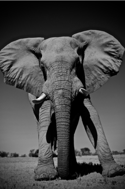 WildSafariShow's tweet photo. Happy World Animal Day! #WSTS19 supports @realafrica which launches #FocusforSurvival campaign today featuring images by photographers including @GordonjBuchanan, @simon_reeve and @Levisonwalks
Visit >> https://t.co/7pgzvC0iFq
#Safari #Wildlife #Conservation #WorldAnimalDay https://t.co/pP1mwKpB9l