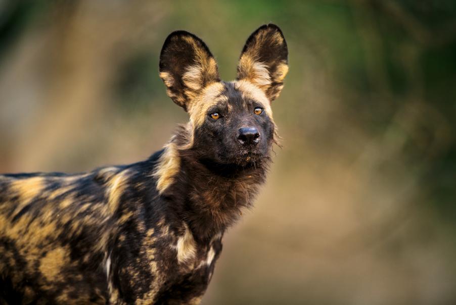 WildSafariShow's tweet photo. Happy World Animal Day! #WSTS19 supports @realafrica which launches #FocusforSurvival campaign today featuring images by photographers including @GordonjBuchanan, @simon_reeve and @Levisonwalks
Visit >> https://t.co/7pgzvC0iFq
#Safari #Wildlife #Conservation #WorldAnimalDay https://t.co/pP1mwKpB9l