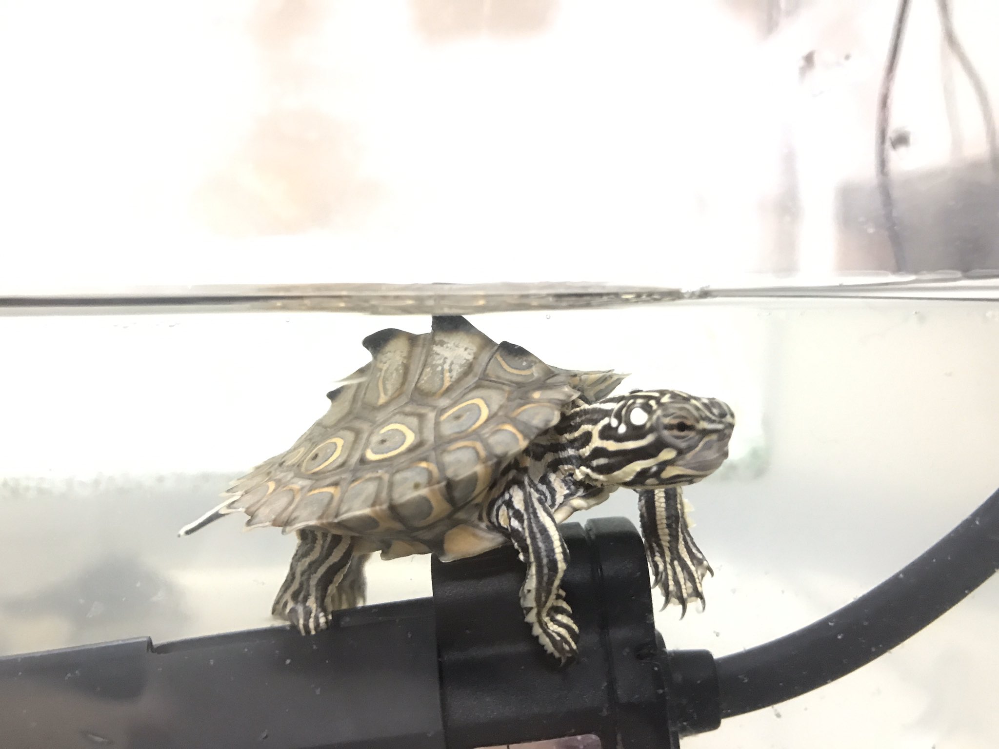 たな ワモンチズガメの魅力とは 模様の派手さはキマダラチズガメに負けるけど ワモンのトゲトゲ ギザギザはチズガメ一よ チズガメ カメ 爬虫類 T Co 3noaaehgjs Twitter