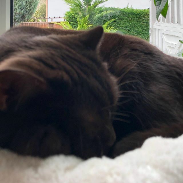 seni_bl's tweet photo. Symbolbild Oktober: grau, regnerisch, kalt - nicht mein Wetter! #wantsummerback #britishshorthair #tomcat #catlove https://t.co/sapq4Tl5Wd https://t.co/dA91U1ETu9