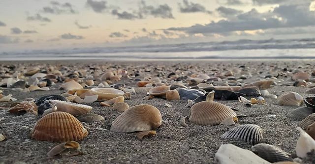 Eric_Larkin's tweet photo. Have a shell-tastic Friday 🐚🐚🐚. Lots of shells near 14th St. Wind has died down some. Waves are pumping. Looks like a great weekend to hit the beach!
.
#cocoabeachliving #cocoabeachflorida #cocoabeach #shells #shellsofinstagram #beachwalk #beachlife … https://t.co/Y6rklUlCMU https://t.co/x68TVl9Z5L