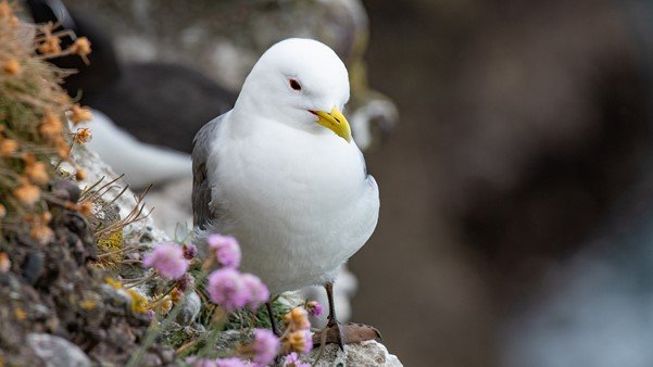 metoffice's tweet image. Great to see @metoffice data and #UKCP projections making a valuable contribution to #StateOfNature report bit.ly/2OmPUdl 

Species like this kittiwake are challenged by #ClimateChange