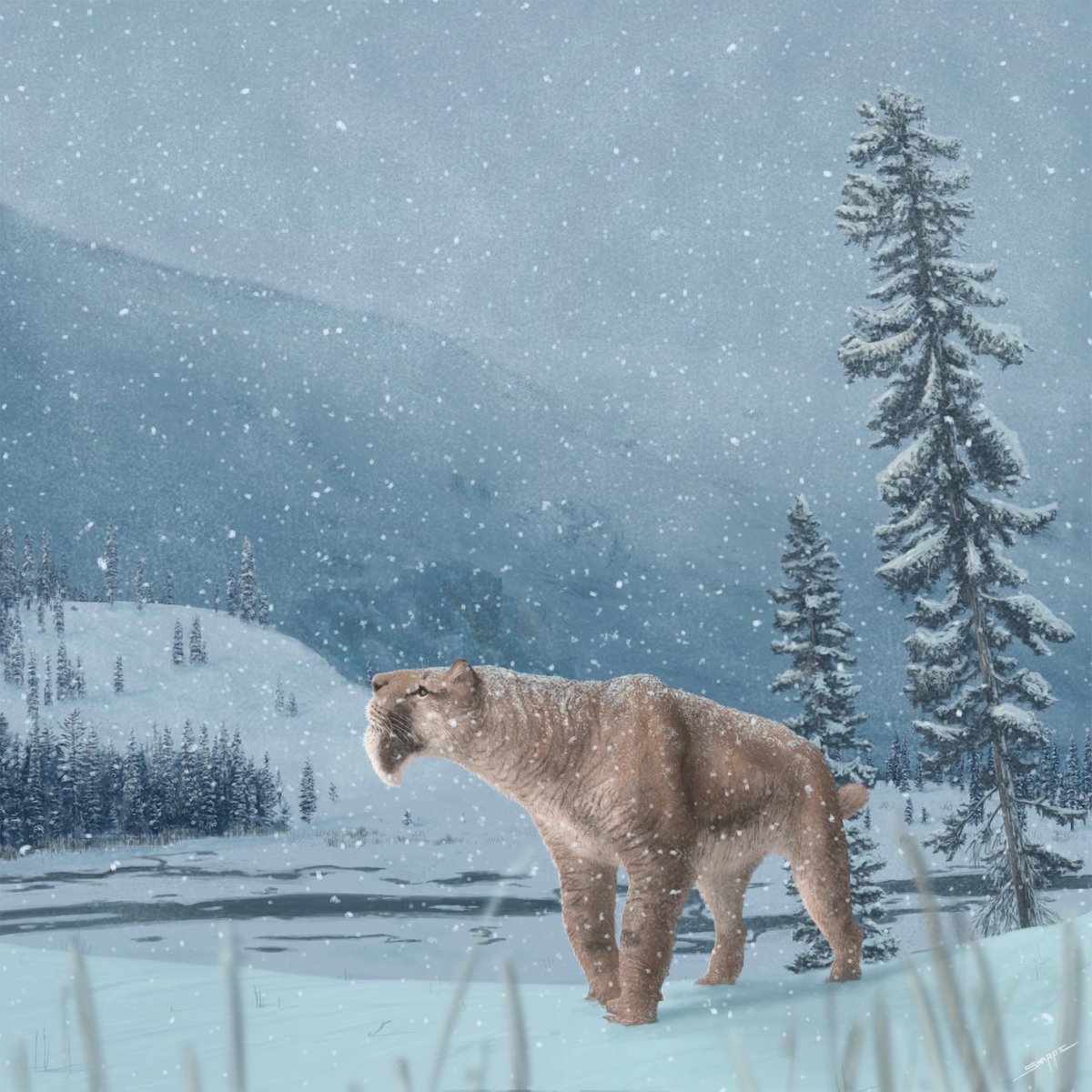 ashinonyx's tweet photo. My first first-authored paper is here, all about the Pleistocene cats of Medicine Hat, Alberta! The Cats in the Hat, if you will.
One of the most exciting things we did was describe the first Canadian Smilodon specimen 🙀
Reconstruction by @bone_sharpe! https://t.co/Y4OQX9zUDu