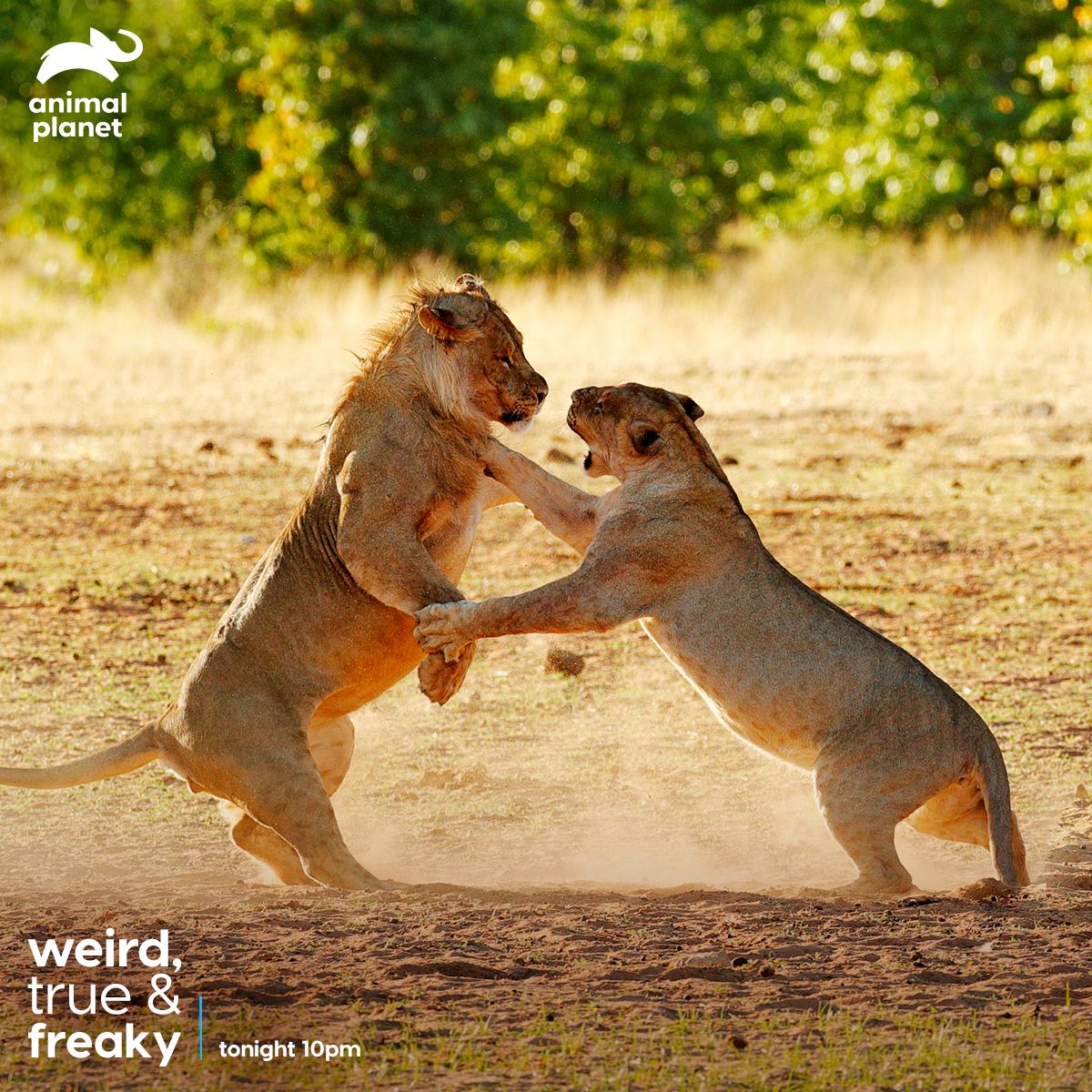 Animal Planet India on Twitter: Animal Planet India on Twitter: