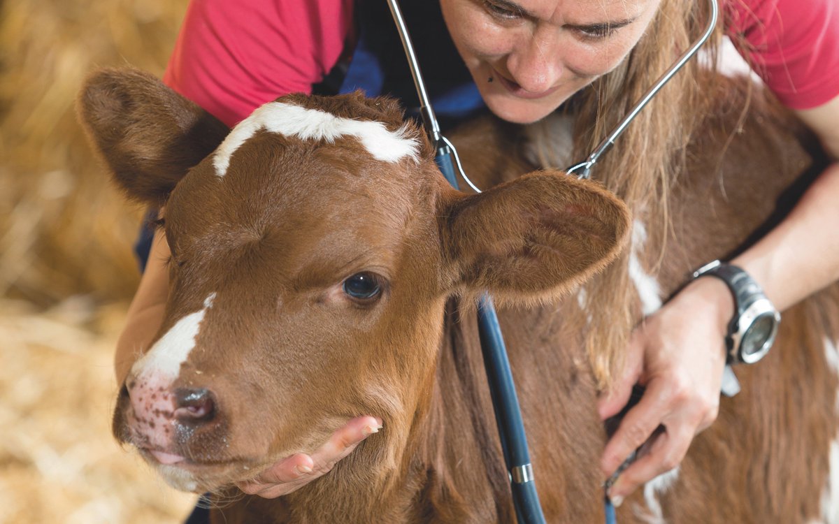 OrdreVet_France's tweet photo. Le 4 octobre est la Journée mondiale des animaux. Les vétérinaires sont là pour protéger leur santé et leur bien-être : https://t.co/UBojCa8SE2 #VeterinairePourLaVie #journeemondialedesanimaux https://t.co/ijrTT9zfxd