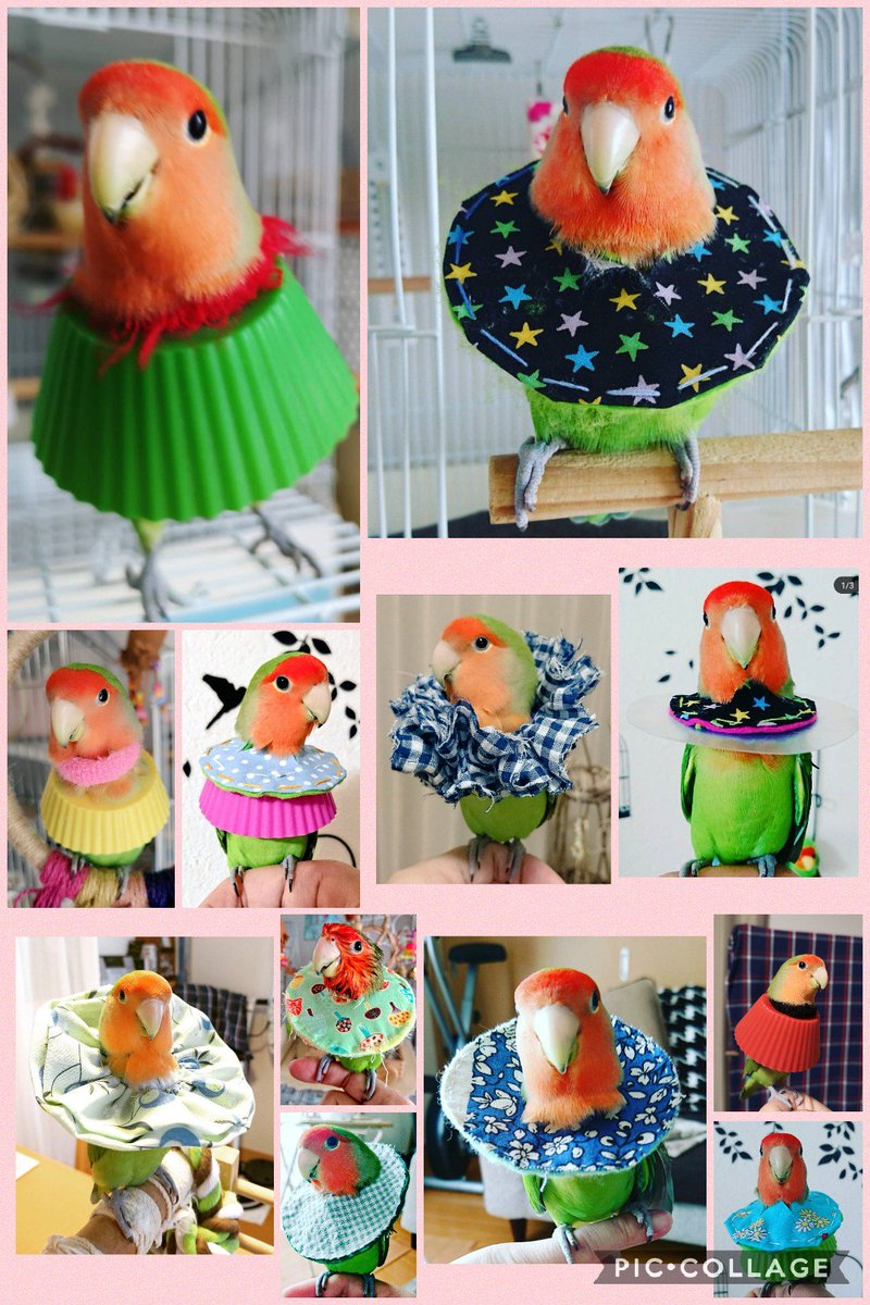 ヤマミー Instagramでふりかえってみたら 17年7月から毛引き治療やってますね エリザベスカラーもいろいろ作ったな 笑 現在はおかずカップ シリコン ヘアゴムで落ち着いてます おかずカップの高さをカット調整すると飛ぶことも可能です 毛引き