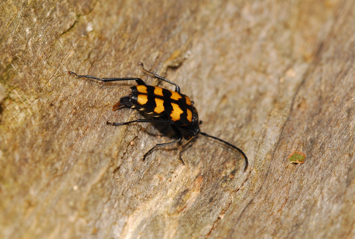 This image of a four-banded #longhorn #beetle egg-laying was taken this summer on deadwood at Baal Hill Special #Invertebrate Site, managed by <a href="/durhamwildlife/">DurhamWildlifeTrust</a>. We'll be sharing more information on these brilliant sites soon! <a href="/HeritageFundUK/">The National Lottery Heritage Fund</a> <a href="/HeritageFundNOR/">The National Lottery Heritage Fund North</a> @NorthPennAONB