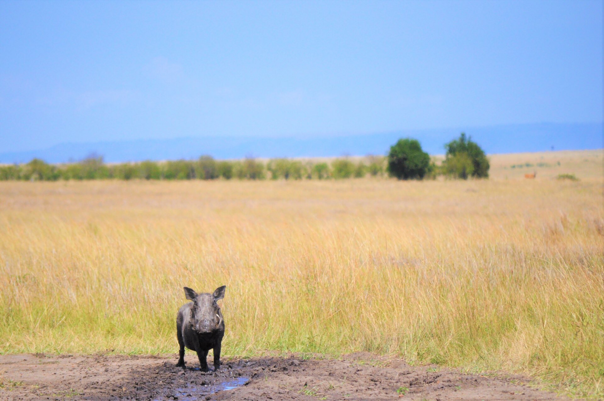 Twitter এ 髙𣘺ピョン太 Pyonta Eth 最近知ったこと 子供のころ習ったアフリカのサバンナ サバンナ気候が 最近の教科書では サバナ サバナ気候になってたこと というわけで 自分をアップデートしておいた Pyonta 1 0 Pyonta 2 0 T Co Opqa3g72i4
