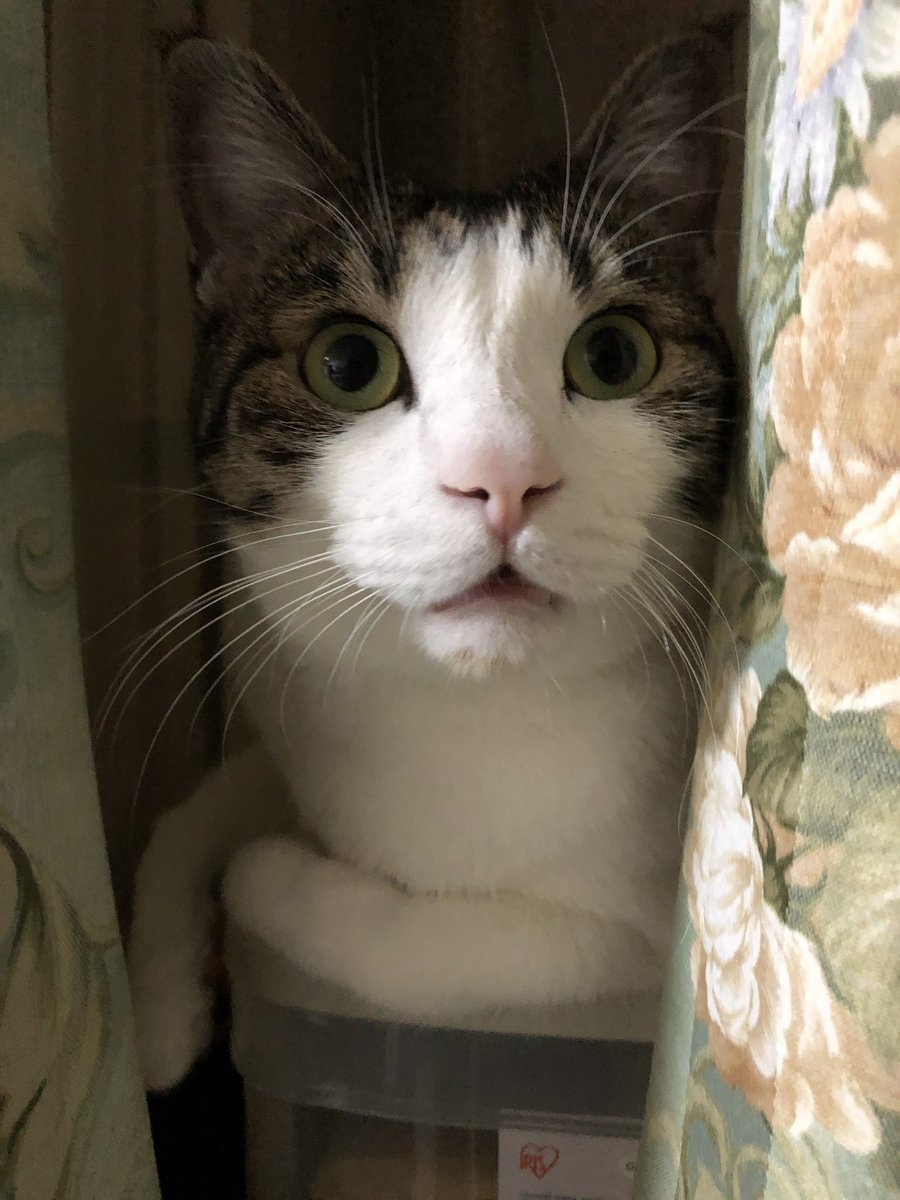 🐾kikumura🐾 tweet media