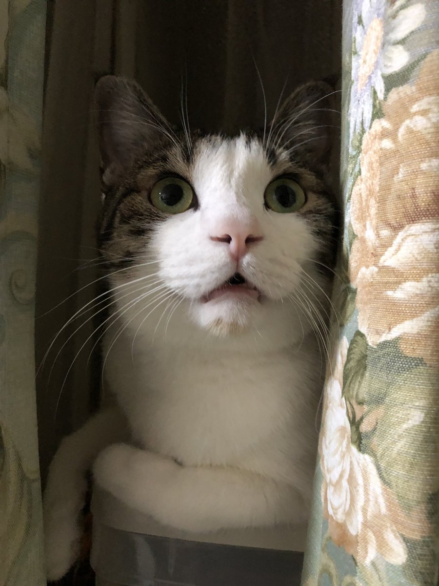 🐾kikumura🐾 tweet media