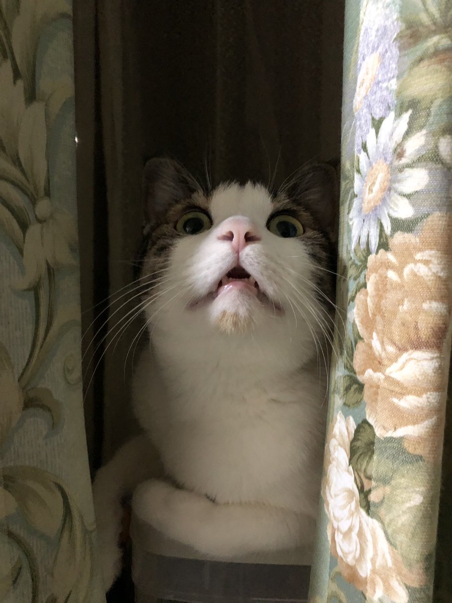 🐾kikumura🐾 tweet media