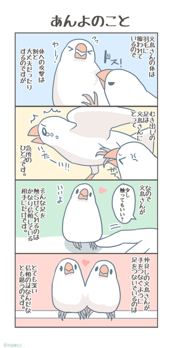 あんよのはなし。

#Buncho #javasparrow #文鳥 