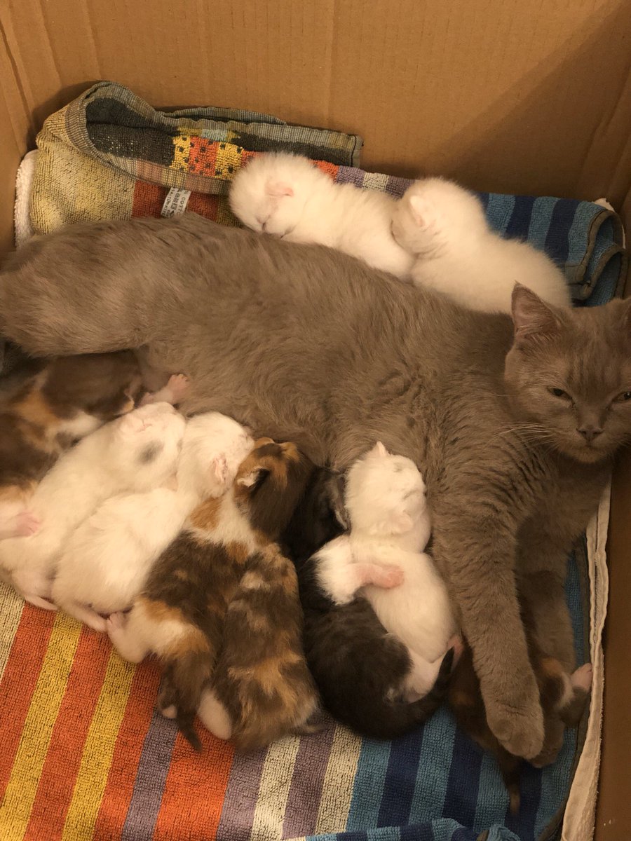 srkndznl's tweet photo. Ten baby at one time. @guinness_rekor @gwr_es @GWR #guinness #baby #cat #kedi #yavru https://t.co/EkQyGN4gcx