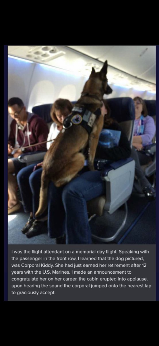 #military #Militarydogs #Hero #Veteran Not all heroes walk on 2 legs, some walk on all four.......🇺🇸🙏🐾❤️👍🏻