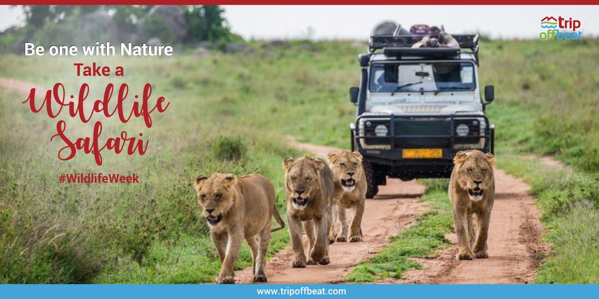 TripOffBeat's tweet photo. Wildlife Tourism unlocks the doors of diverse wildlife sanctuaries and over 100 national parks scattered throughout the nation. Visit famous national parks of India to experience and enjoy amazing safaris in these destinations.

For bookings reach us at https://t.co/Hy4QMRjQpP https://t.co/Kq5nQlQyFy