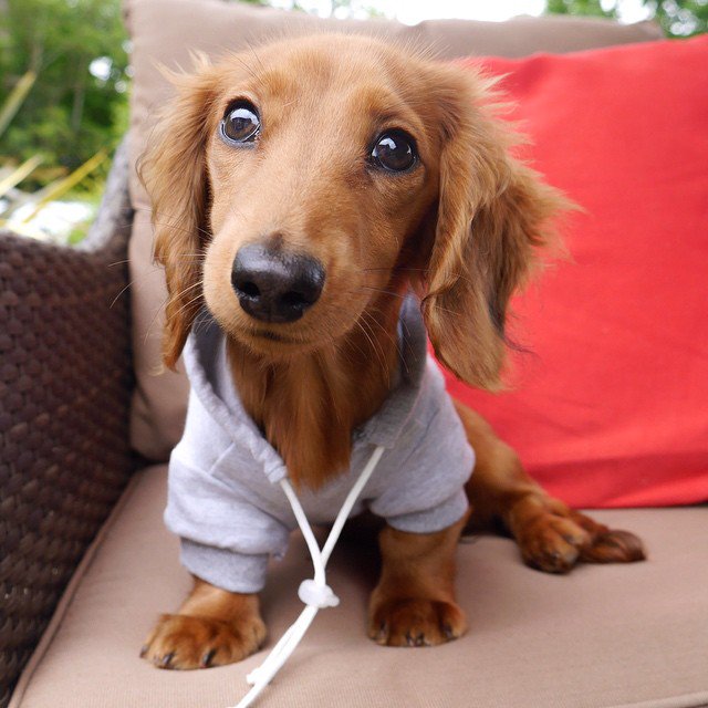 YourDailyDog_'s tweet photo. @fvcknkj🐶 https://t.co/xhAaBOszkG