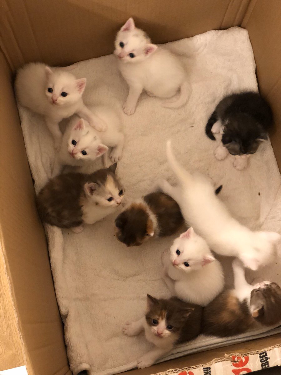 srkndznl's tweet photo. ten baby at one time. Tek seferde 10 yavru. 
@guinness_rekor @gwr_es @GWR #guinness #cat #baby #ten https://t.co/hXRUBGPj55