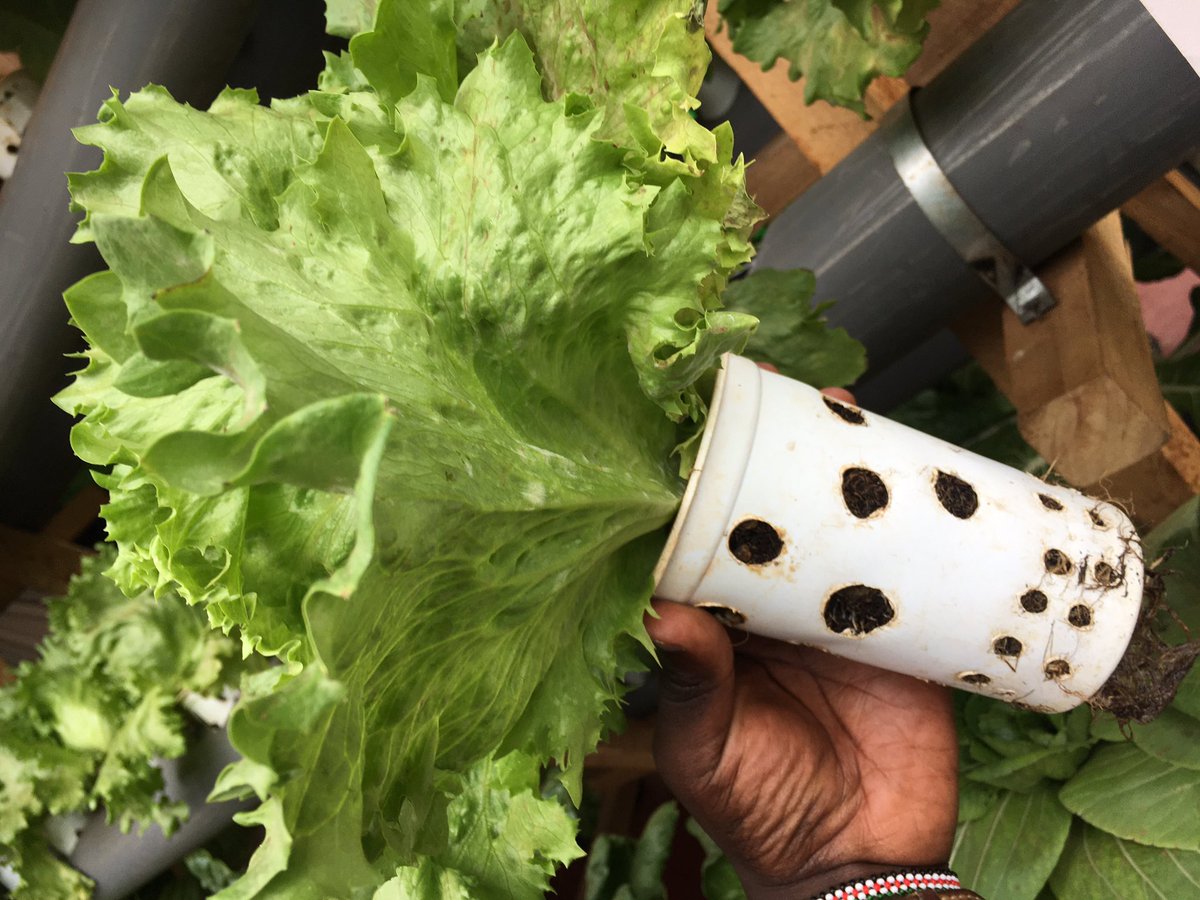 Agri_FinanceKe's tweet photo. You can grow your own fresh vegetables and fruits using the Innovative hydroponics systems. 
#KilimoBilaMchanga https://t.co/pJfMu9OEbL