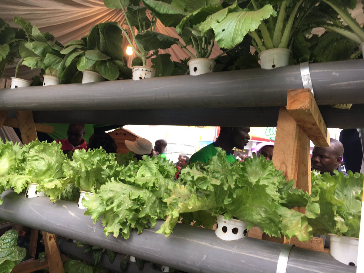 Agri_FinanceKe's tweet photo. You can grow your own fresh vegetables and fruits using the Innovative hydroponics systems. 
#KilimoBilaMchanga https://t.co/pJfMu9OEbL