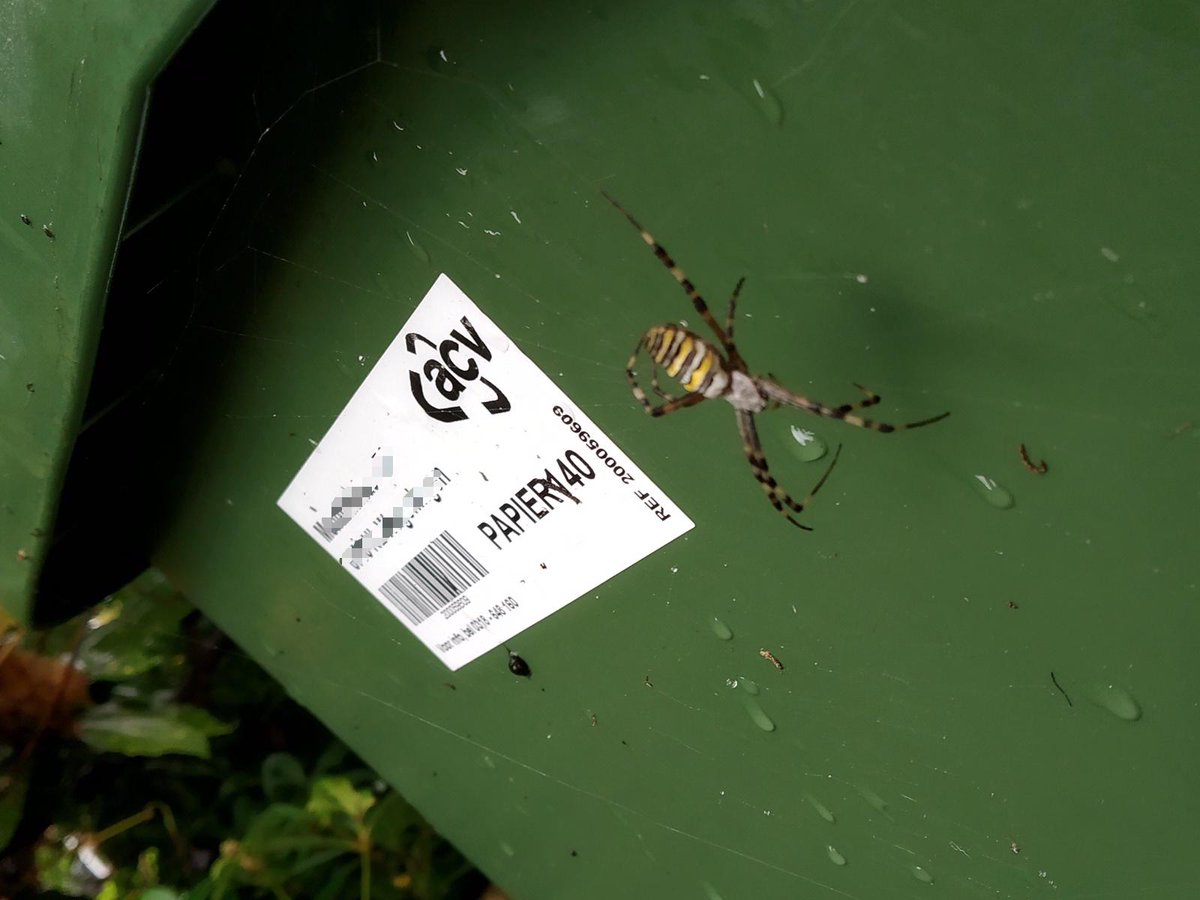 FleurGabru's tweet image. Celebrating #Bodemdierendagen 🐜 🐌 Our garden is a little zoo and had a little surprise for us 🐝🕷.