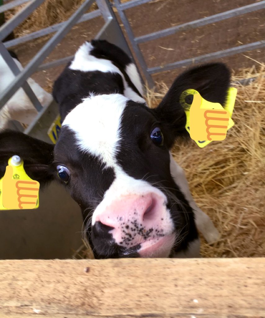 Julia Wadeson tweet media